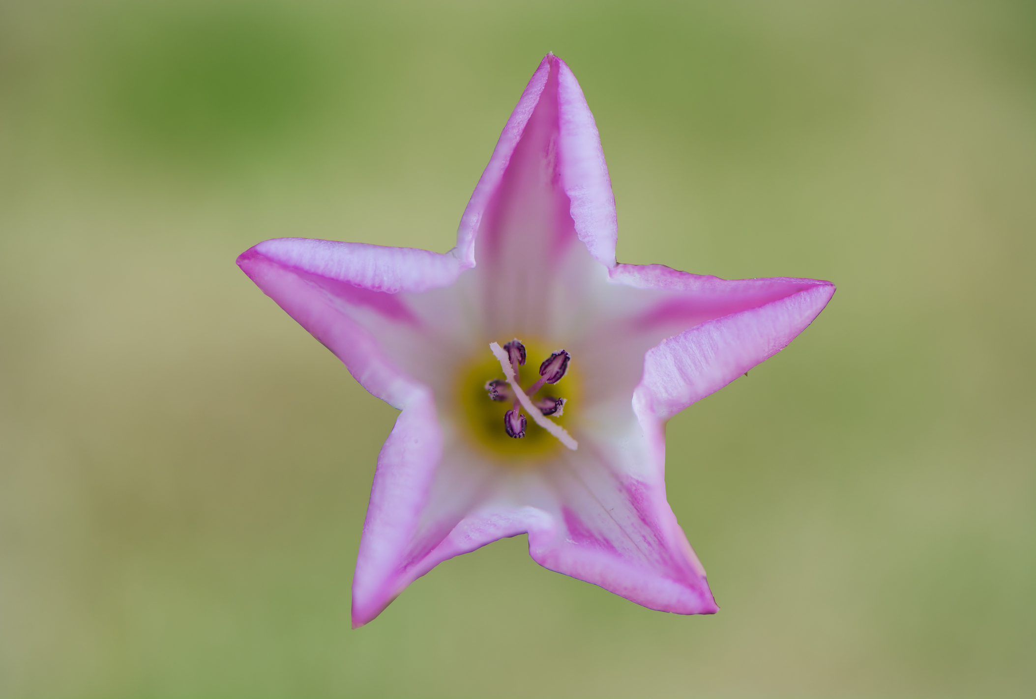 Star Arvensis